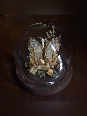 Butterfly specimen glass dome display